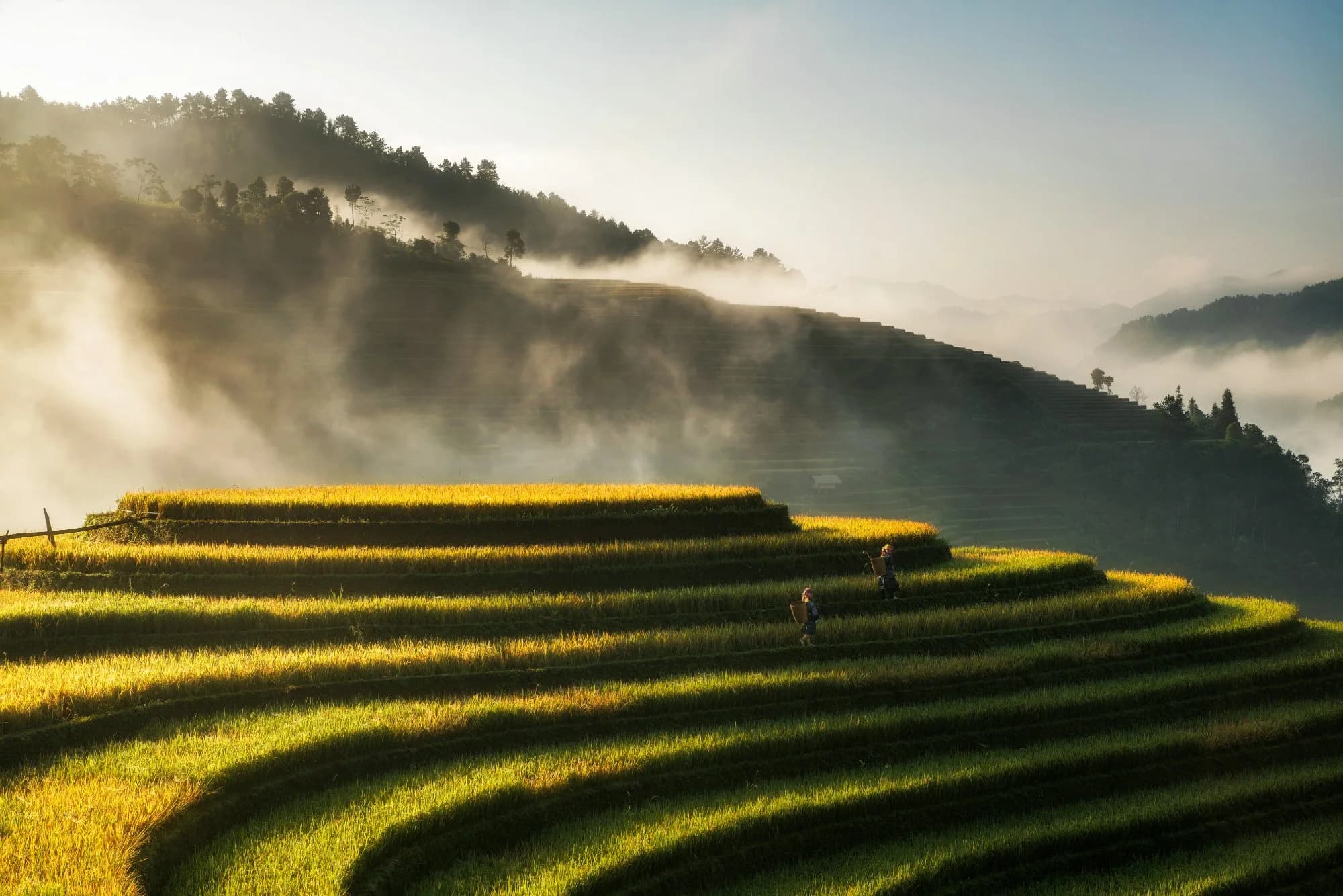 Viêt Nam