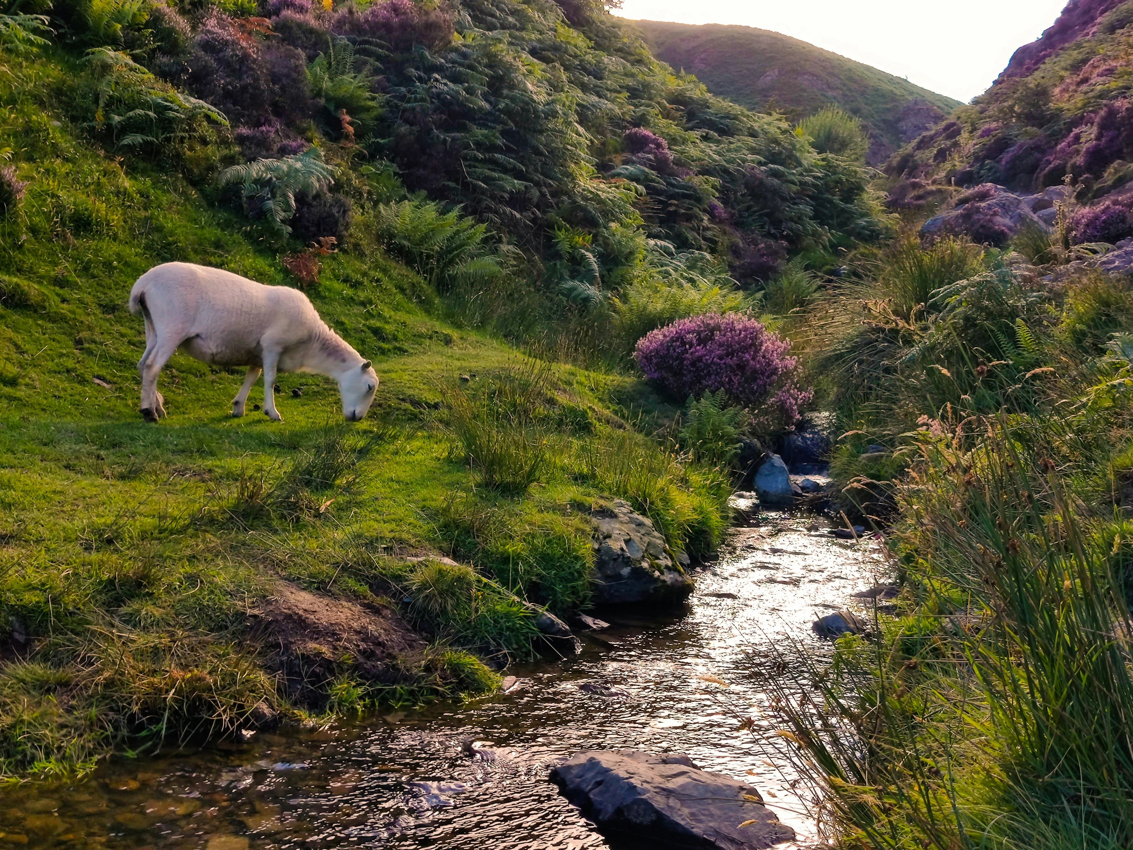 Shropshire